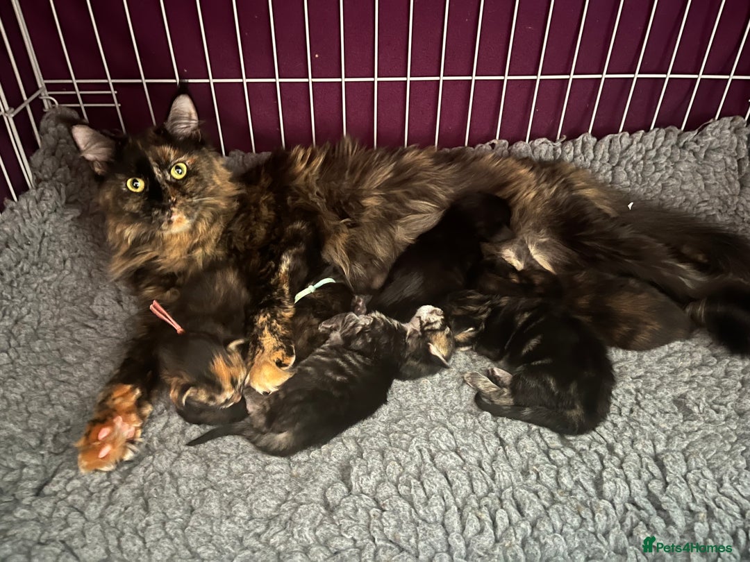 Maine Coon cats for sale: Pure Bred Maine Coon Kittens - Image 7
