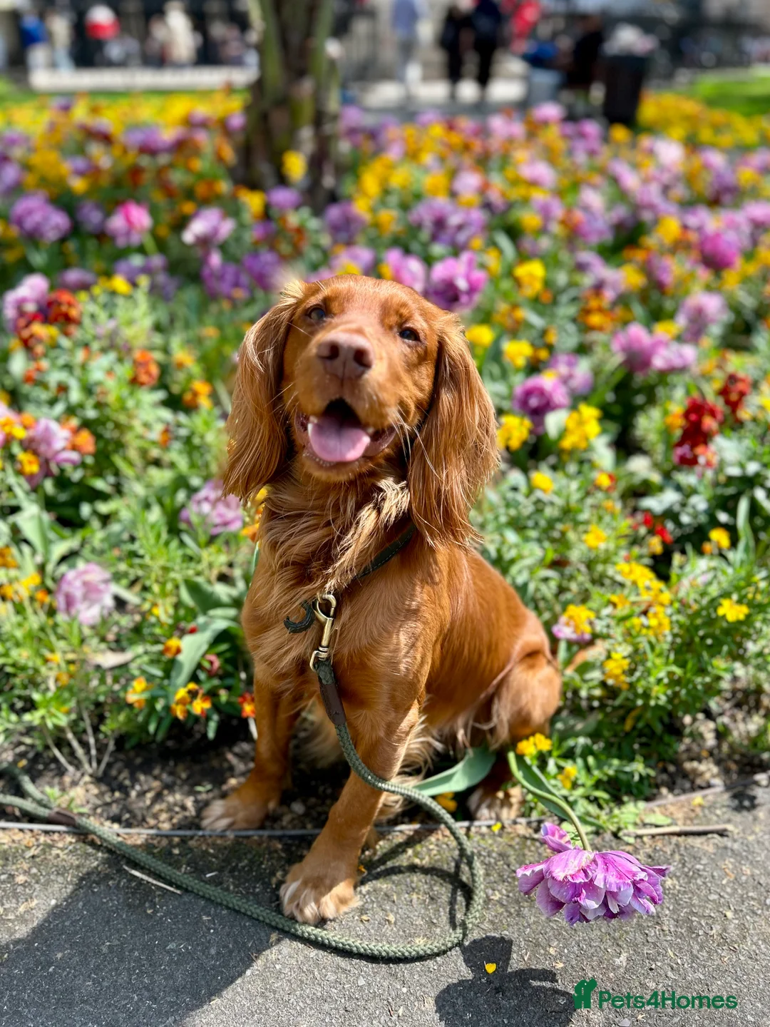 Cocker Spaniel dogs for stud: KC-Registered Working Cocker Spaniel Stud - London in Shipton-under-Wychwood - Advert 13