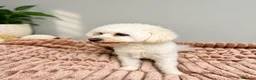 Maltese dogs for sale: Maltese - Advert 4