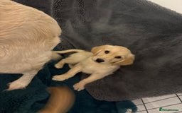 Golden Retriever dogs for sale: Golden retriever  - Image 4