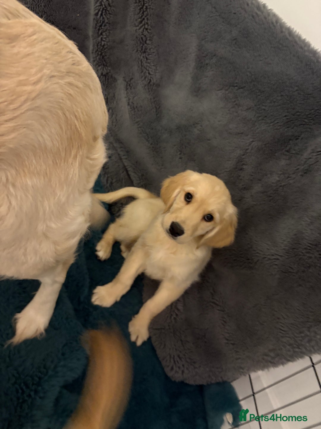 Golden Retriever dogs for sale: Golden retriever  - Image 4