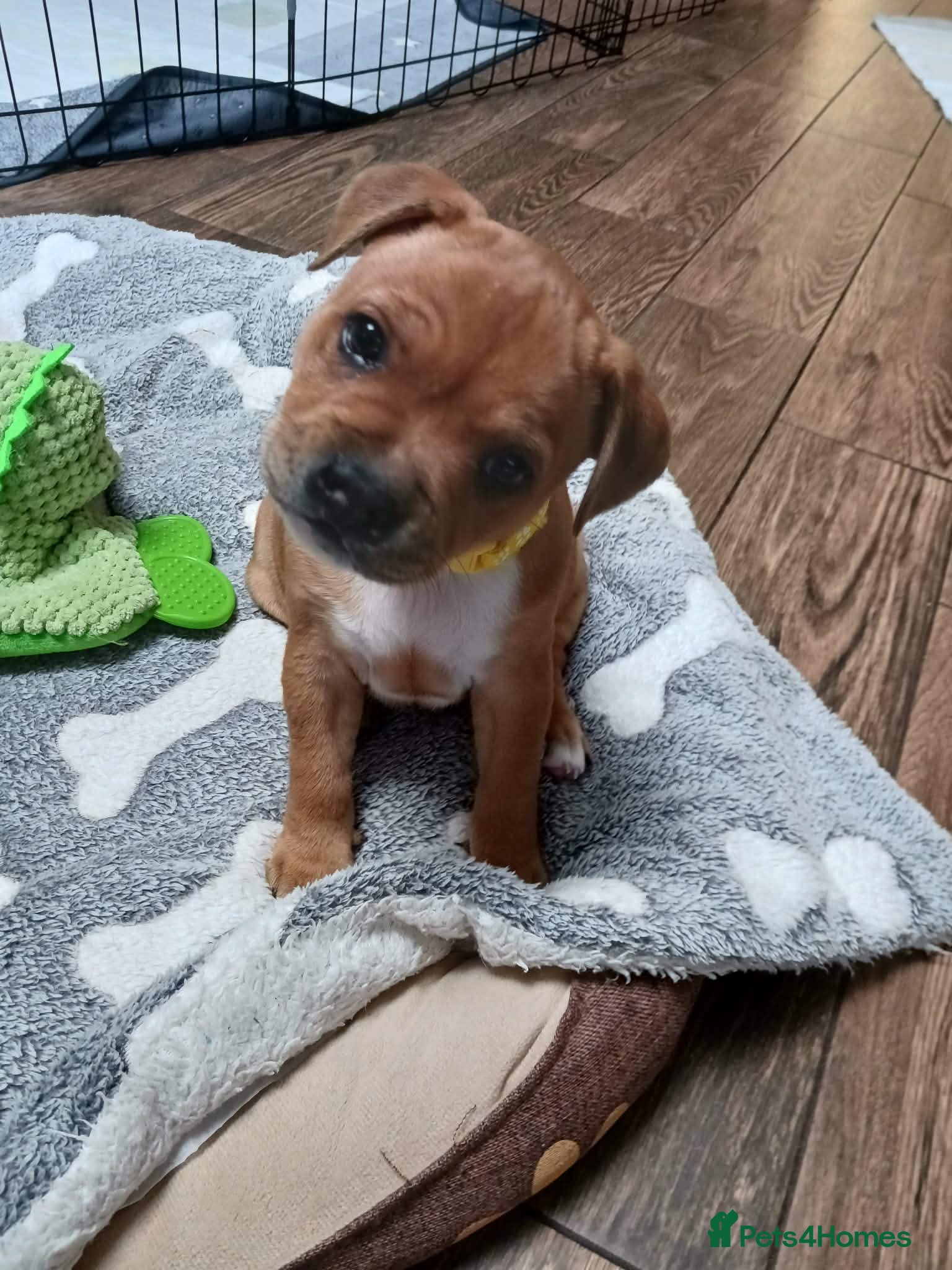 Staffordshire Bull Terrier dogs Beautiful puppies🐶🐶🐶🐶 - Advert 1