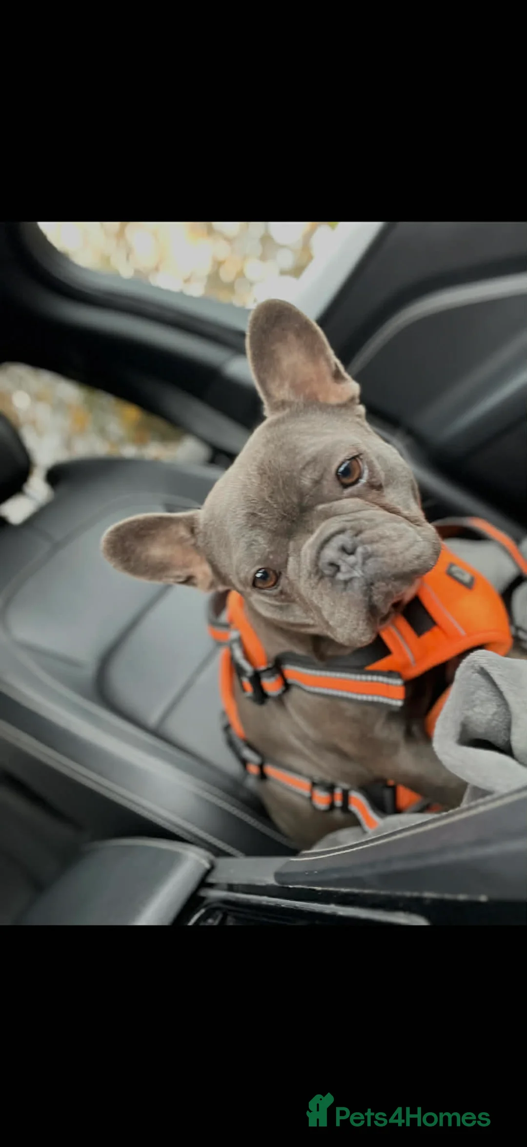 French Bulldog dogs for sale: Female French bulldog  - Advert 4