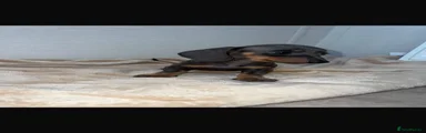 Miniature Dachshund 2