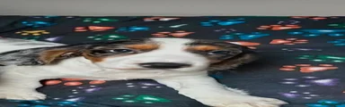 Cocker Spaniel 2