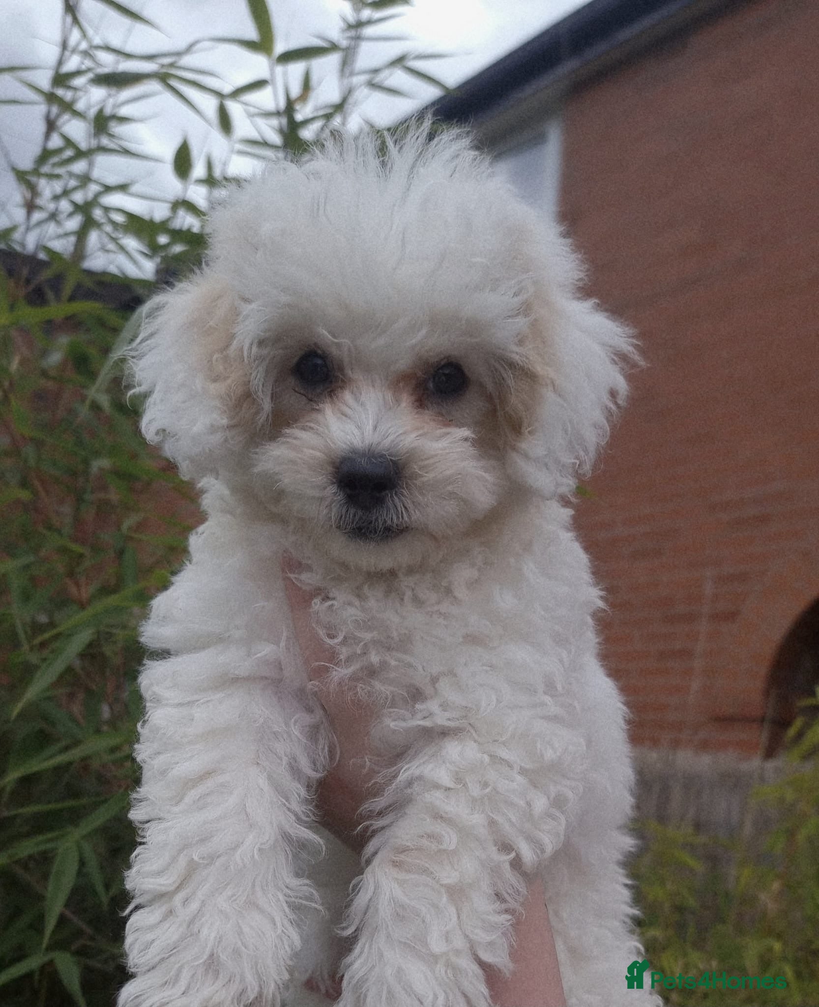 Shihpoo dogs 🥰 Last beautiful Shihpoo boy available 🐶 🥰 - Advert 6