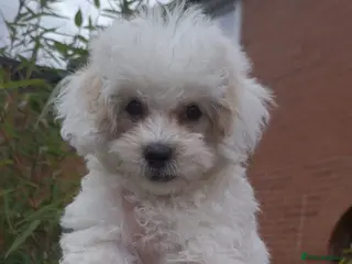 Shihpoo dogs 🥰 Last beautiful Shihpoo boy available 🐶 🥰 - Advert 6