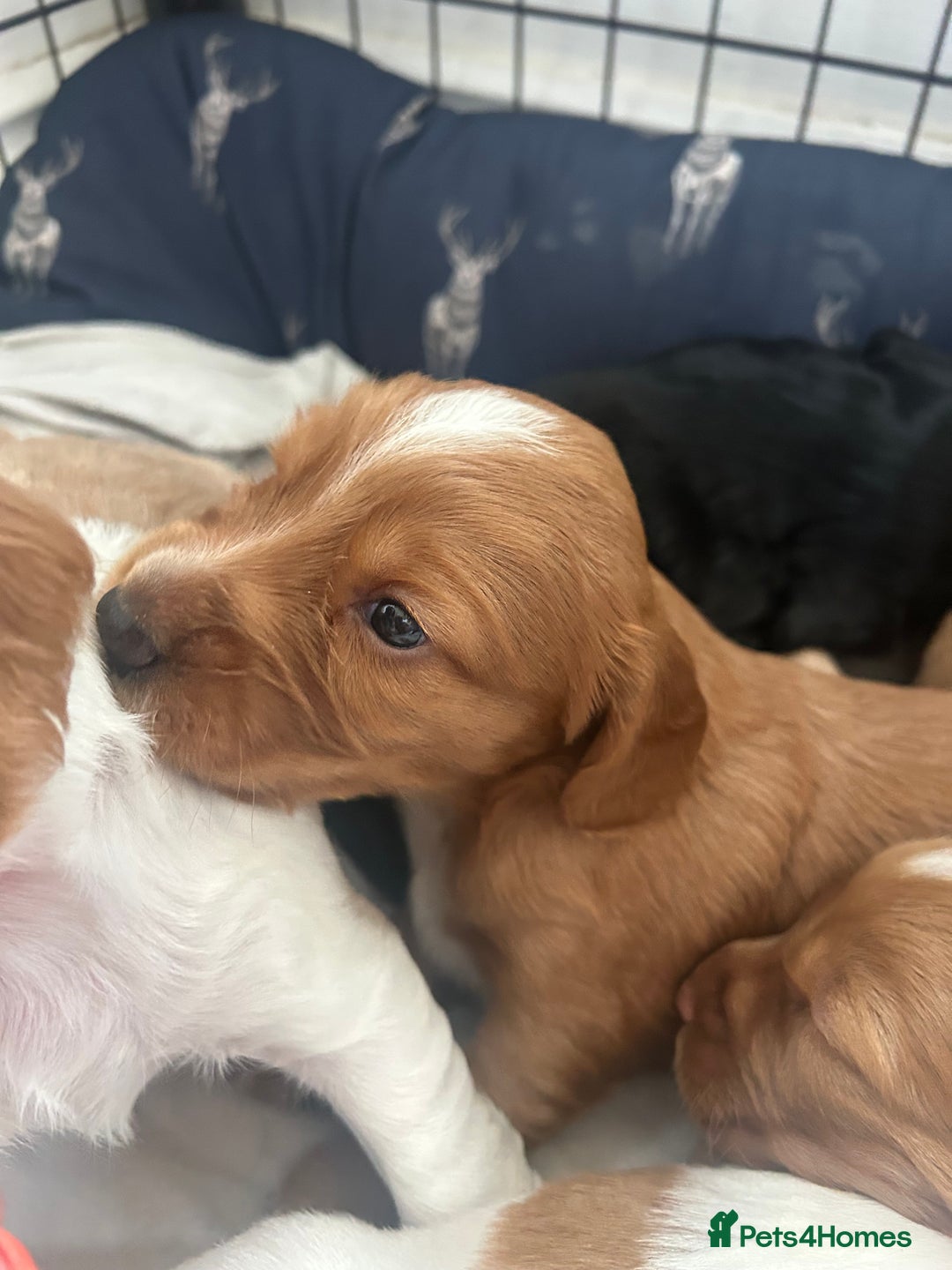 Cocker Spaniel dogs for sale: Baby Cocker Spaniels working type - Image 7