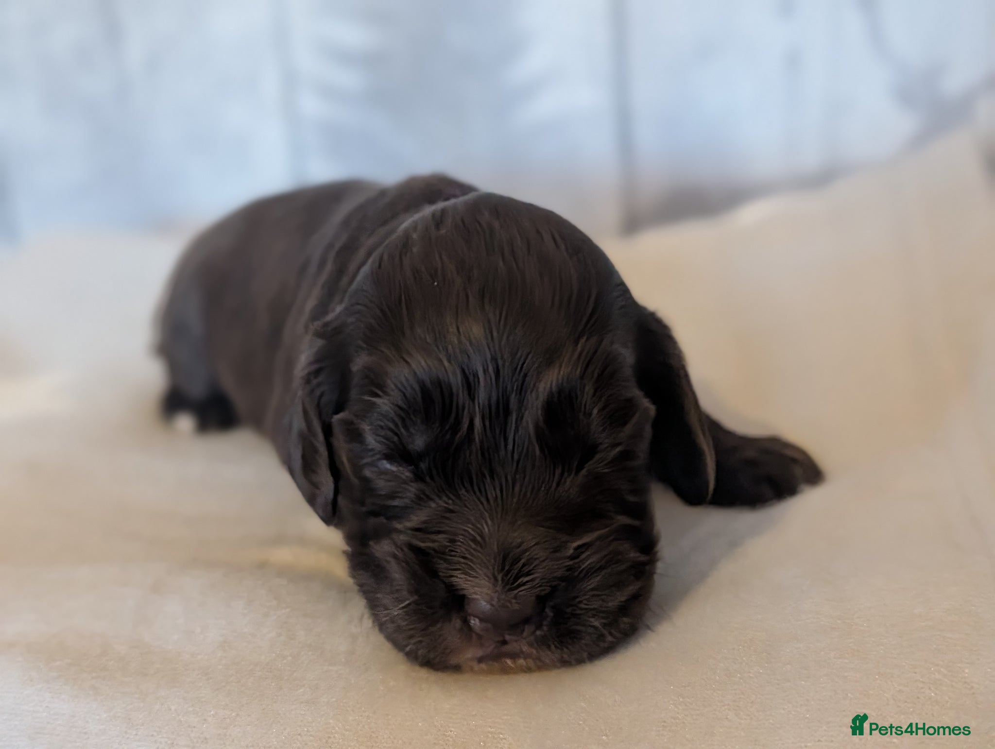 Cocker Spaniel dogs for sale: Beautiful cocker spaniel puppies  - Advert 24