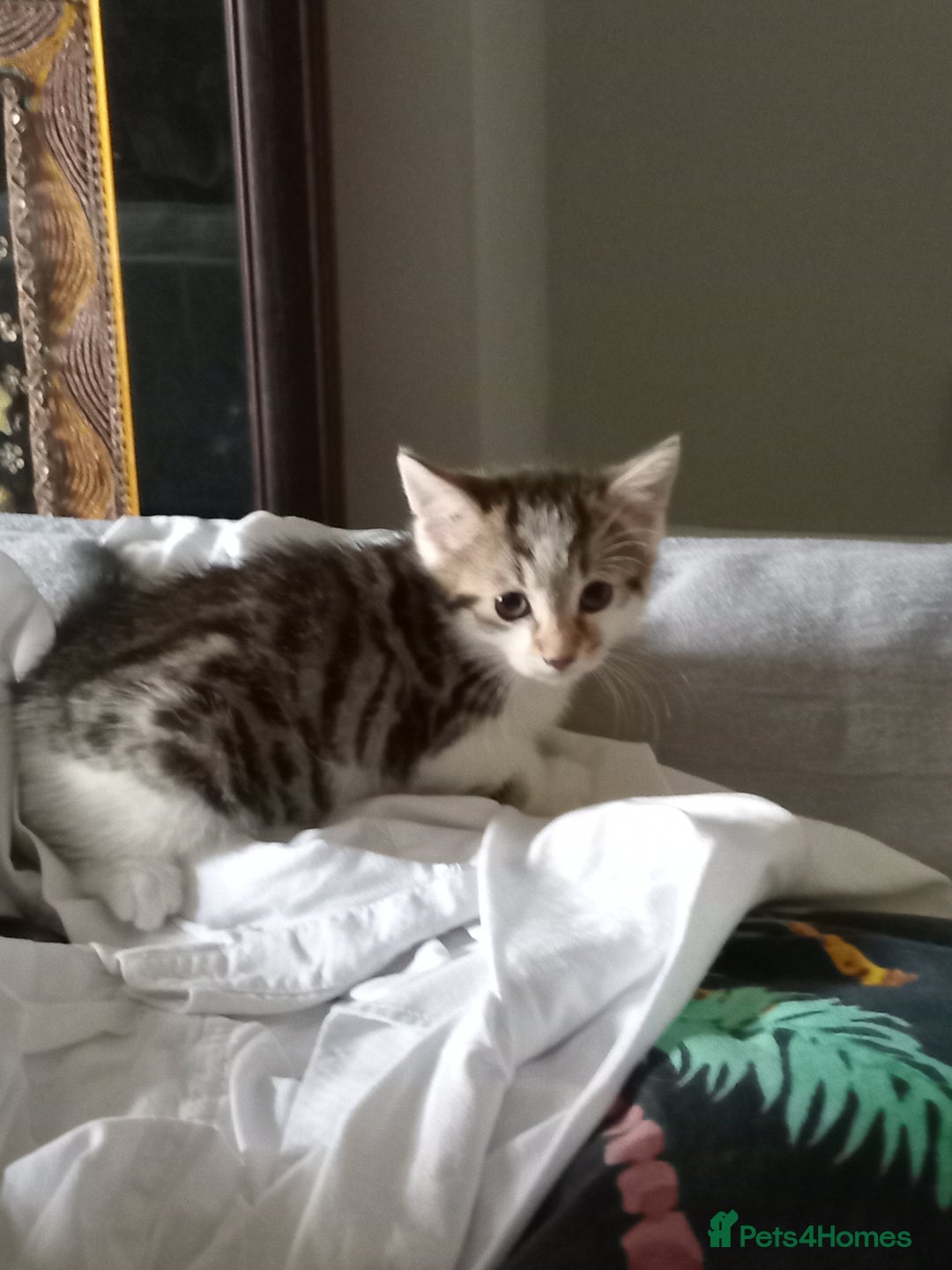 British Shorthair cats for sale: Kittens - Image 3