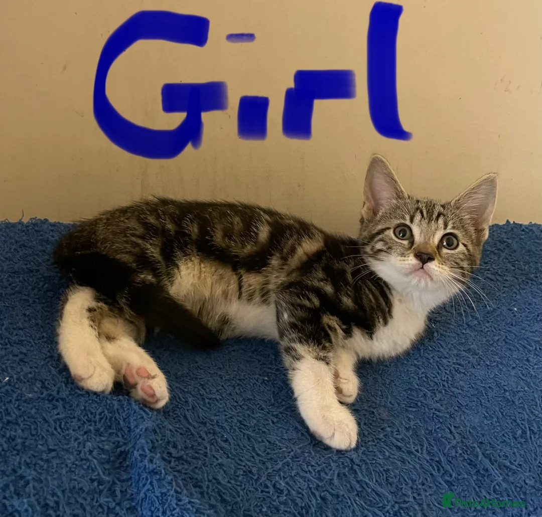 Mixed Breed cats for sale: Bengal cross kittens - Advert 27