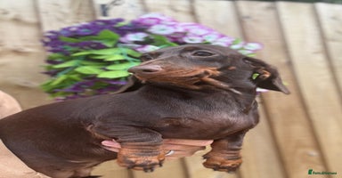 Miniature Dachshund dogs in Stafford - Advert 16
