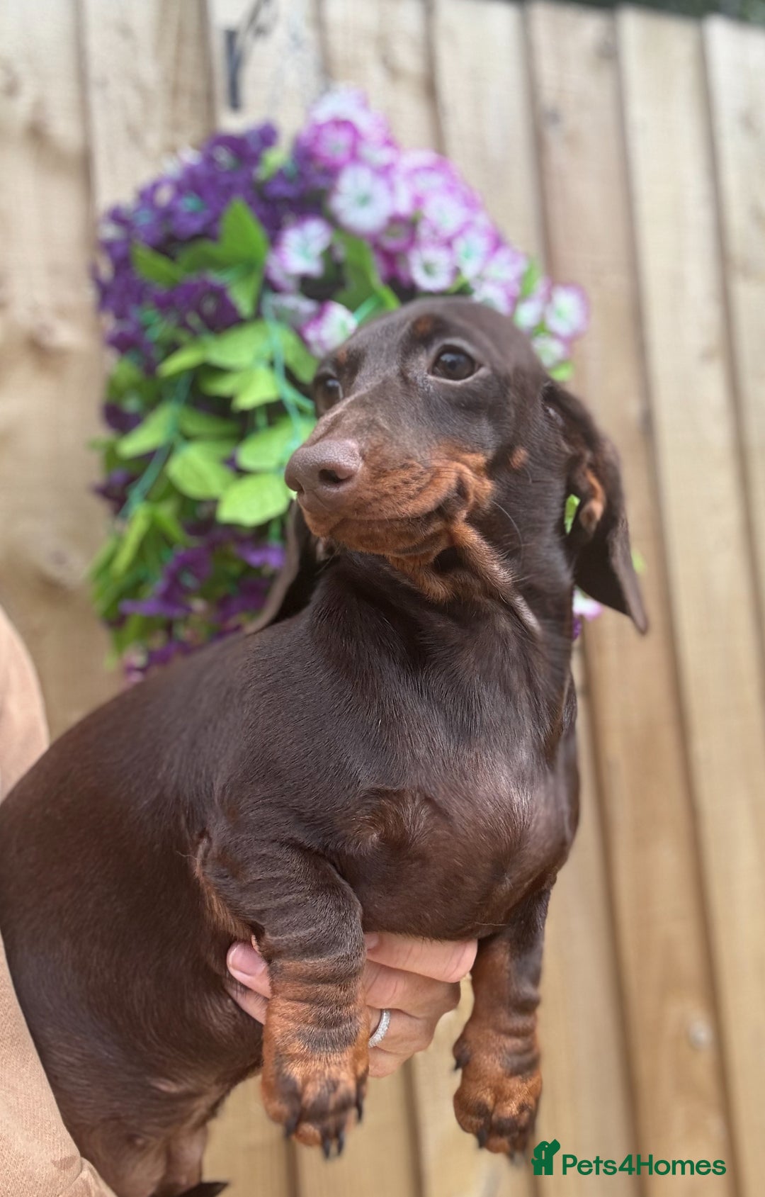 Miniature Dachshund dogs for sale: 🩷Stunning Chocolate & Tan Girls 🩷  in Stafford - Image 4