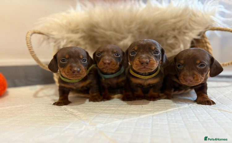 Miniature Dachshund dogs - Advert 3