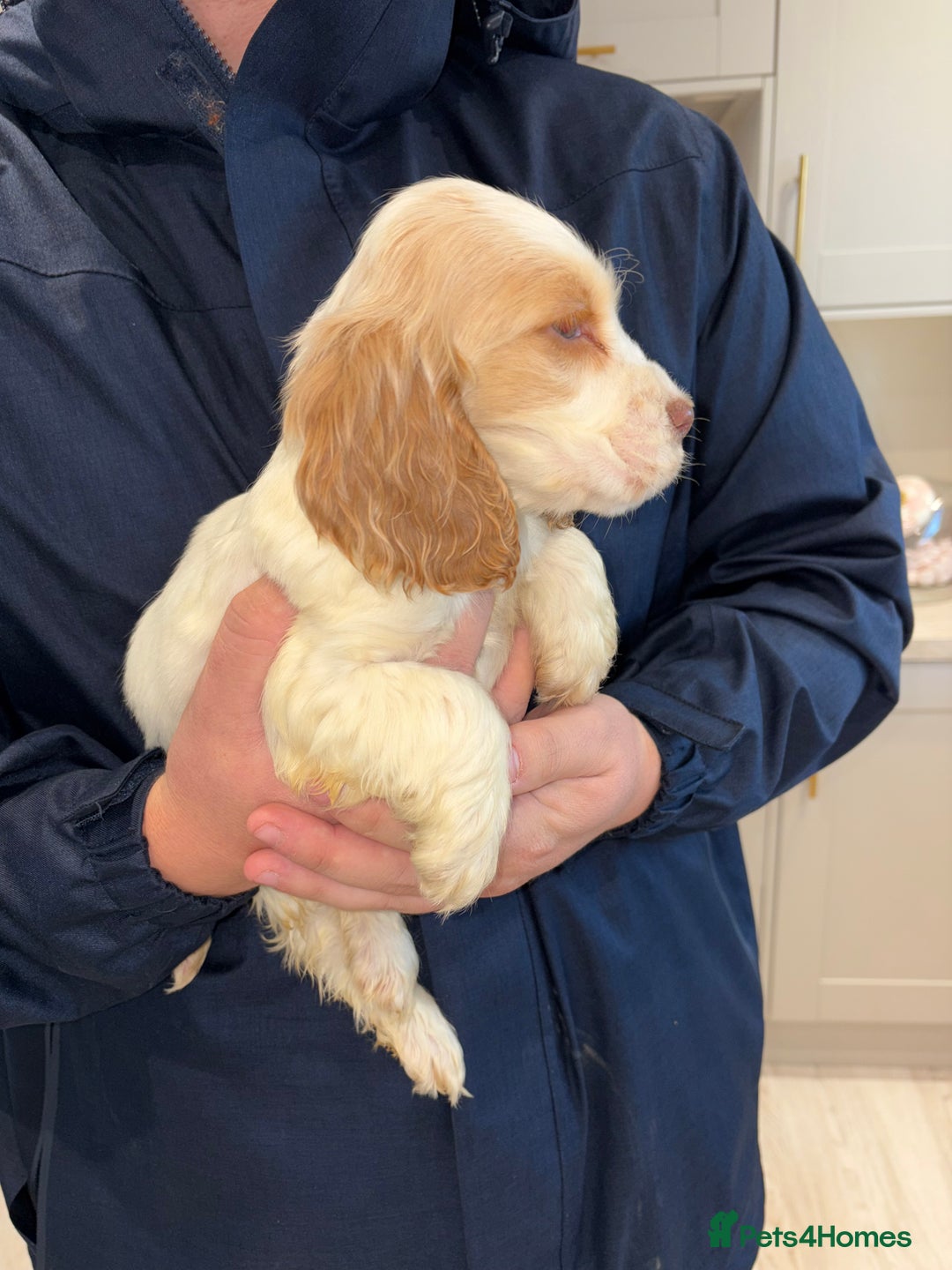 Cocker Spaniel dogs for sale: Stunning show type cocker spaniel puppies  - Advert 13