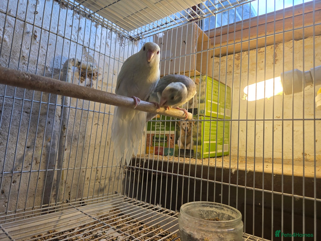 Parakeets birds for sale: Baby kakarikis in Telford - Image 2