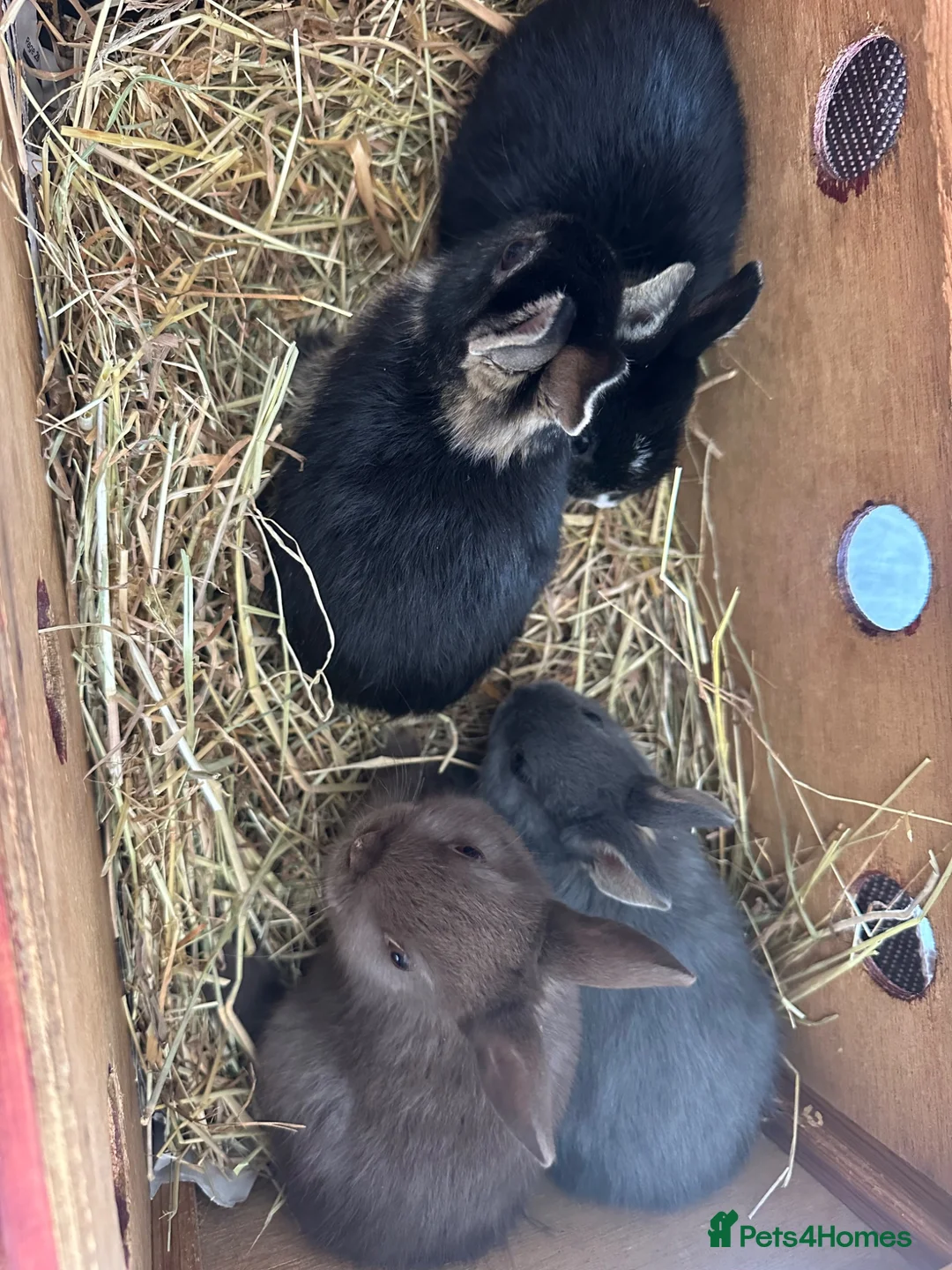 Netherland Dwarf rabbits for sale: Lovely Netherlands dwarf baby rabbits. - Advert 16