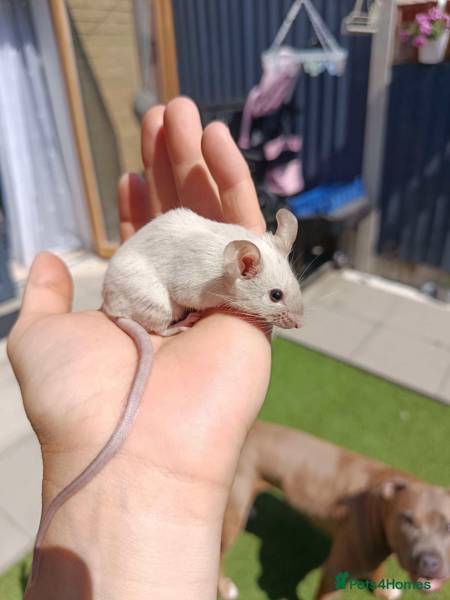 Mouse rodents Friendly male mouse with cage seeking new home  - Advert 2