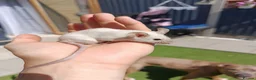 Mouse rodents for sale: Friendly male mouse with cage seeking new home  - Advert 1