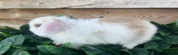 Mini Lion Lop rabbits for sale: Gorgeous Mini lion lops  - Advert 6