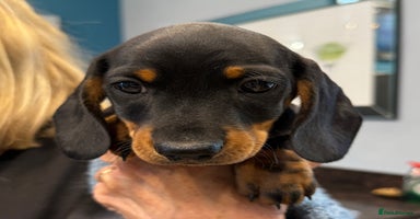 Miniature Dachshund dogs - Advert 7