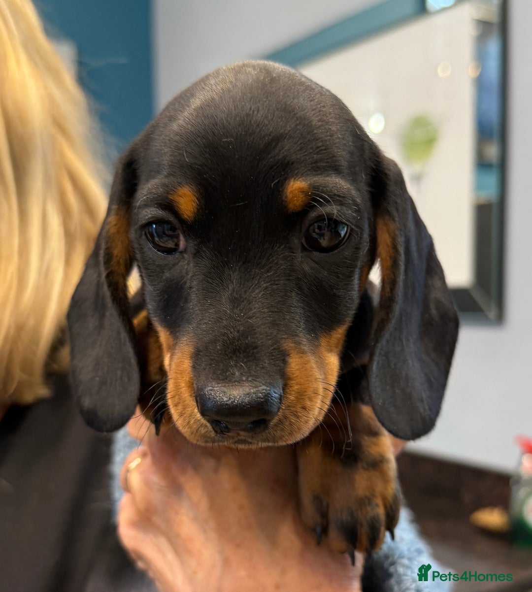 Miniature Dachshund dogs for sale: Miniature Smooth Boys from ivdd scored parents - Image 3