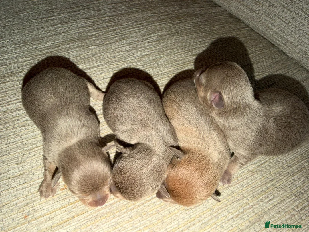 Chihuahua dogs for sale: Rare blue lilac miniature chihuahua  - Advert 6