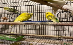 Budgerigars birds for sale: Budgies  - Advert 2