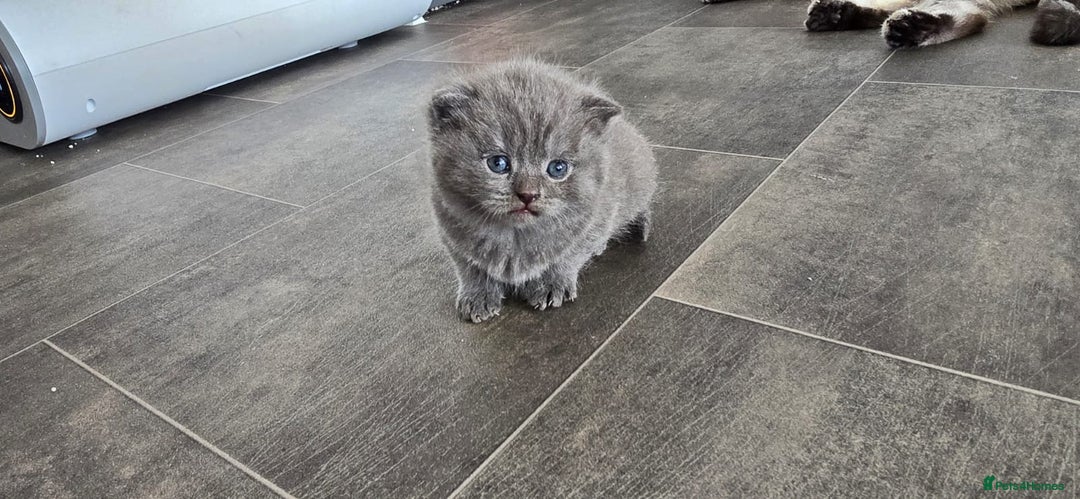 Scottish Fold cats for sale: For sale Scottish fold kitties  - Image 3