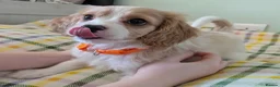 Cavapoo dogs for sale: READY NOW F1B Cavapoo Puppies KC Parents - Advert 9
