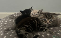 Birman cats for sale: Beautiful pedigree kittens for sale  - Image 8
