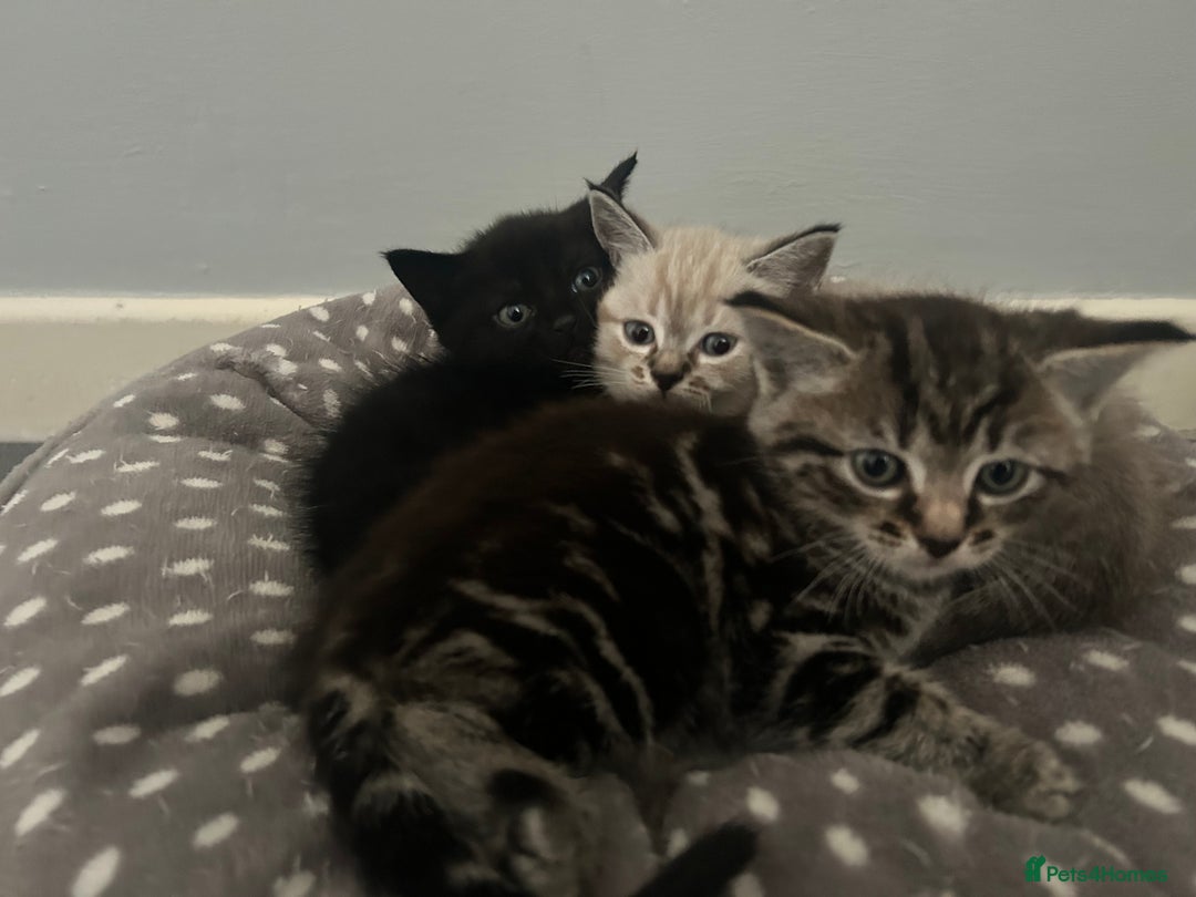 Birman cats for sale: Beautiful pedigree kittens for sale  - Image 8