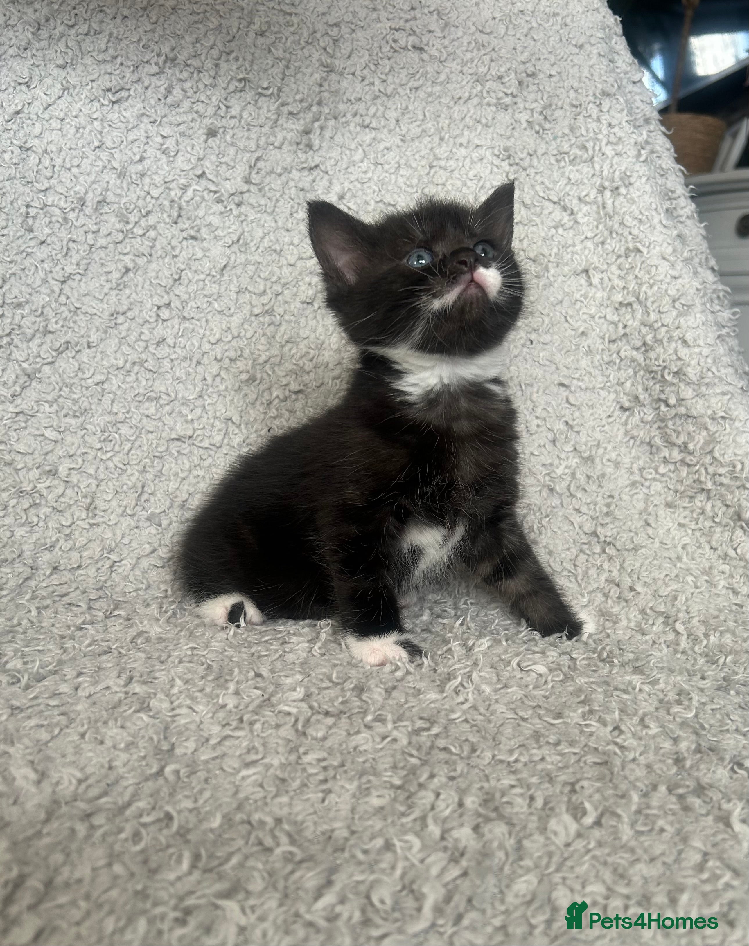 Norwegian Forest Cat cats BLACK&SILVER NORWEGIAN BOY LEFT  - Advert 1