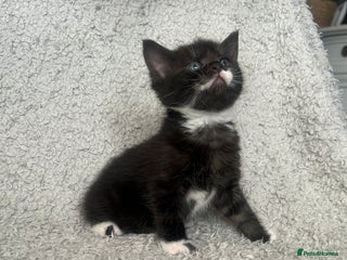 Norwegian Forest Cat cats BLACK&SILVER NORWEGIAN BOY LEFT - Advert 1