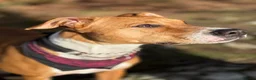 Mixed Breed dogs for sale: Nala - beautiful family dog  - Advert 3
