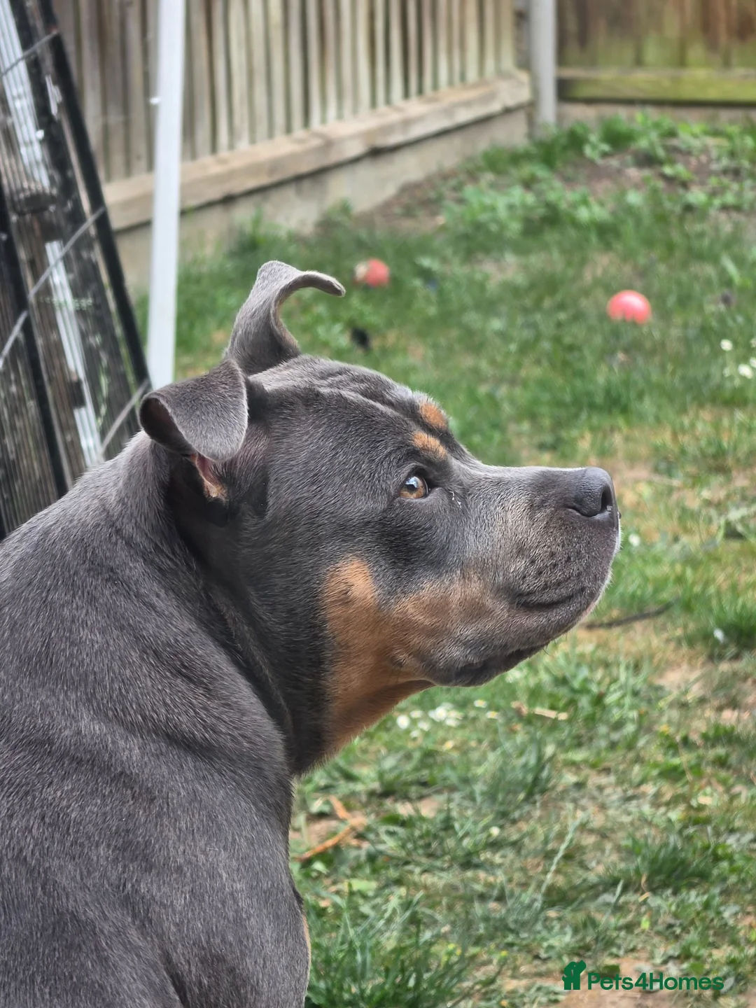 Staffordshire Bull Terrier dogs for sale: Female staffordshire bull terror  - Advert 4