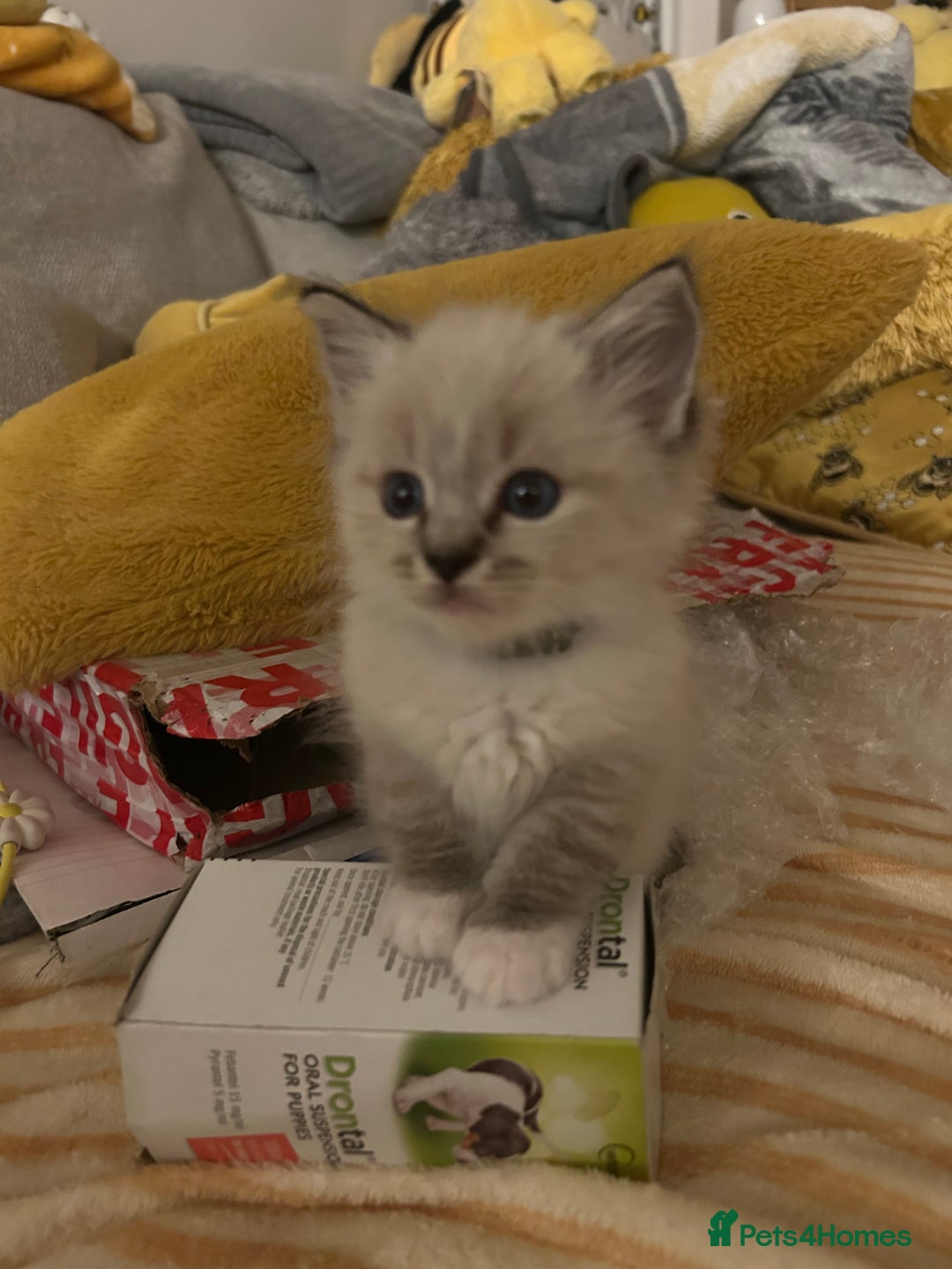 Ragdoll cats for sale: 😻 2 GORGEOUS RAGDOLL KITTENS 😻 - Image 18