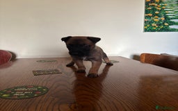 Belgian Shepherd Dog dogs for sale: Belgian Malinois Puppies  - Image 5