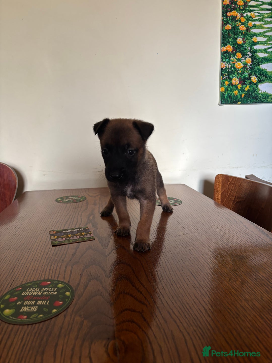Belgian Shepherd Dog dogs for sale: Belgian Malinois Puppies  - Image 5