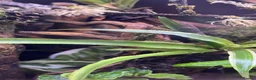 Mixed Breed reptiles for sale: Multiple reptiles for rehome in Solihull - Advert 11