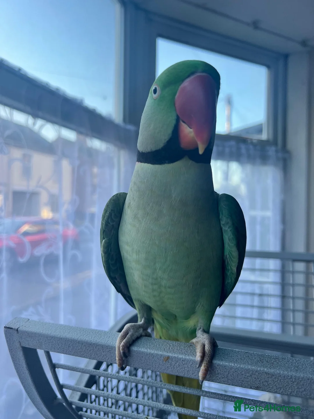 Parrots birds for sale: Alexander Parrot  - Advert 1