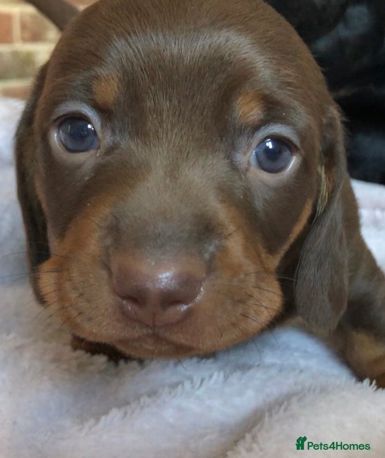 Miniature Dachshund dogs Beautiful dachshunds for sale - Advert 17