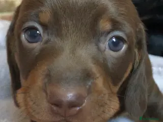 Miniature Dachshund dogs Beautiful dachshunds for sale - Advert 17