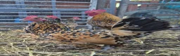 Chickens poultry for sale: Millefleur Sablepoot Chicks  - Advert 5