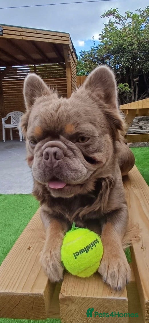 French Bulldog dogs Fluffy French bulldog puppies - Advert 2