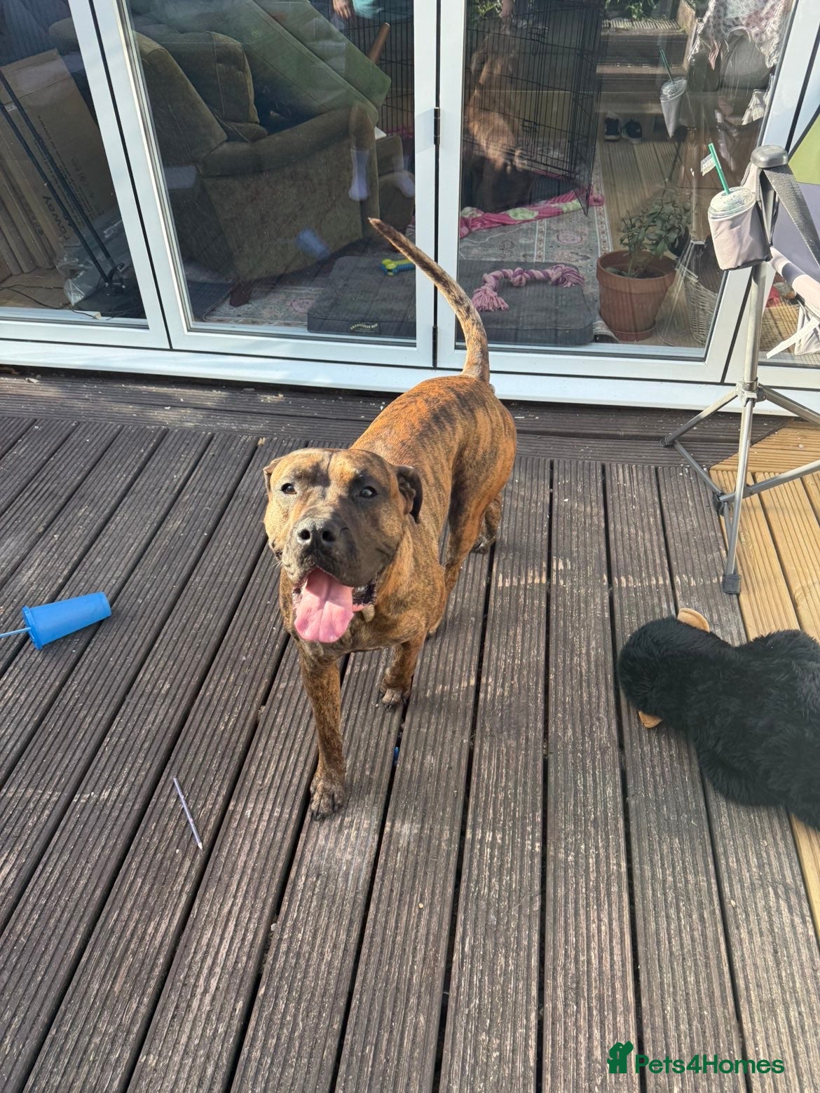 Mixed Breed dogs Zeus  - Advert 1
