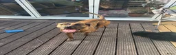 Mixed Breed dogs for sale: Zeus  in Hemel Hempstead - Advert 1