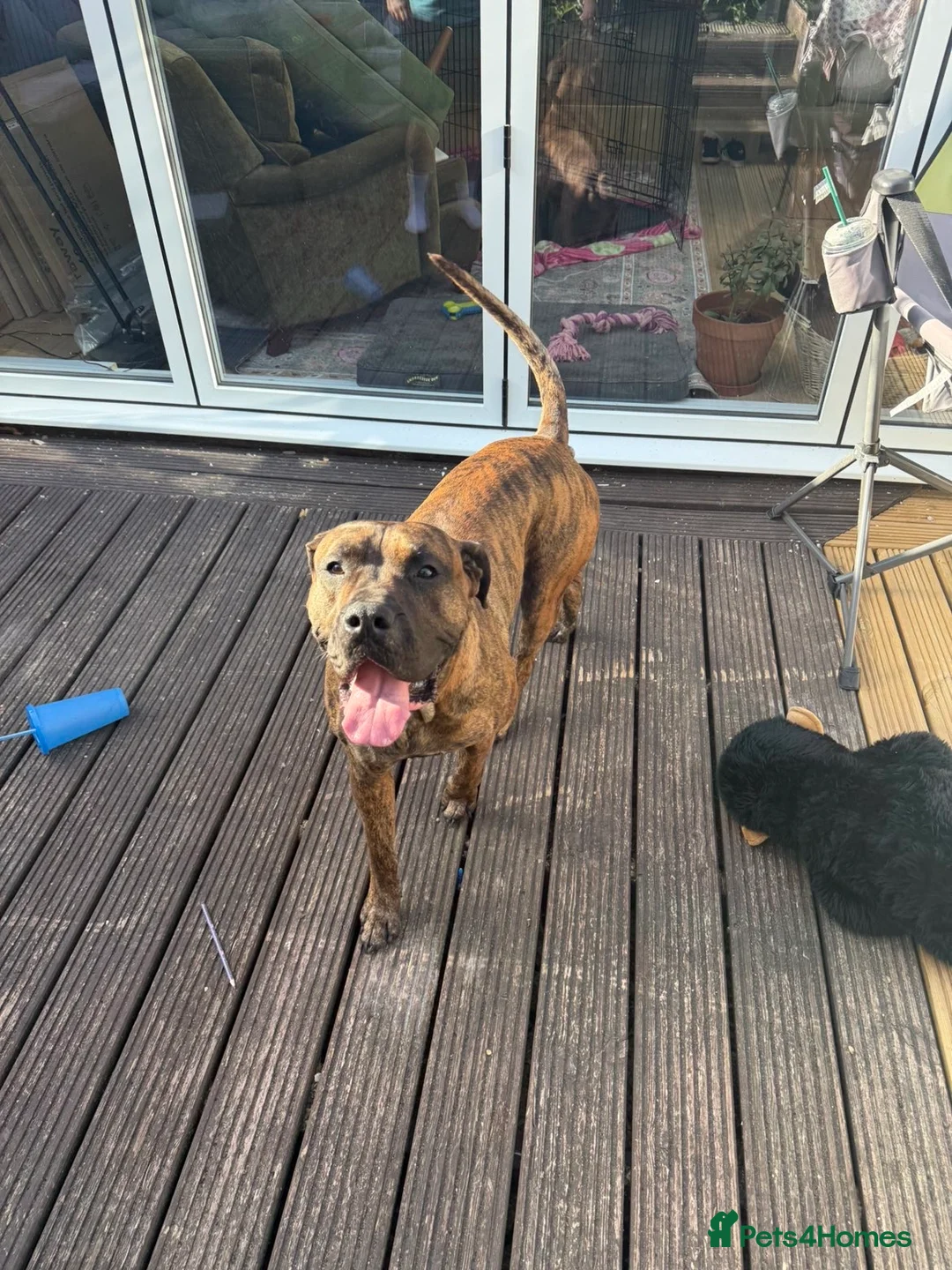 Mixed Breed dogs for sale: Zeus  in Hemel Hempstead - Advert 1