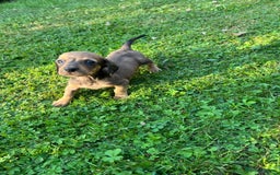 Dachshund dogs for sale: Gorgeous dachshund puppies - Image 6