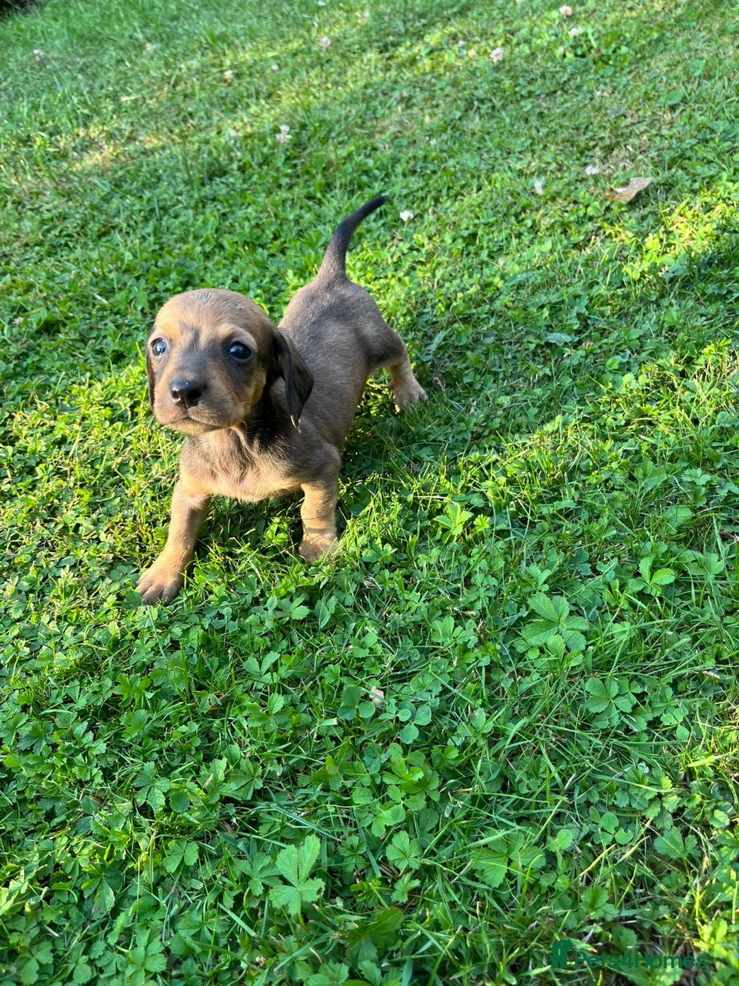 Dachshund dogs for sale: Gorgeous dachshund puppies - Image 6